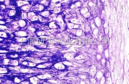 小鼠淋巴瘤细胞；P388D1（IL-1）优质现货